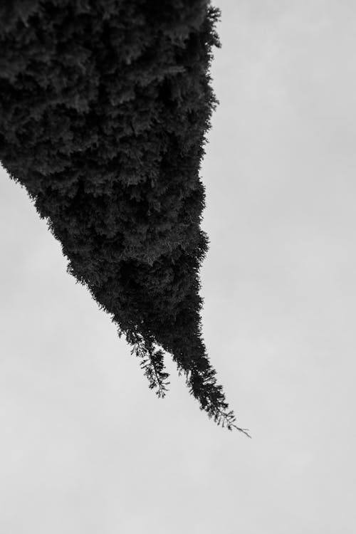Foto profissional grátis de 8k papel de parede, casca de árvore, céu bonito