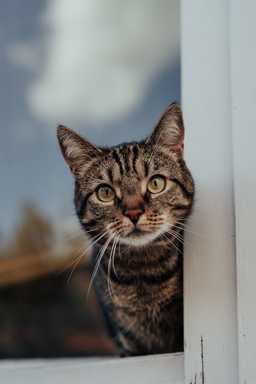 Fotobanka s bezplatnými fotkami na tému cicavec, domáce zviera, domáci