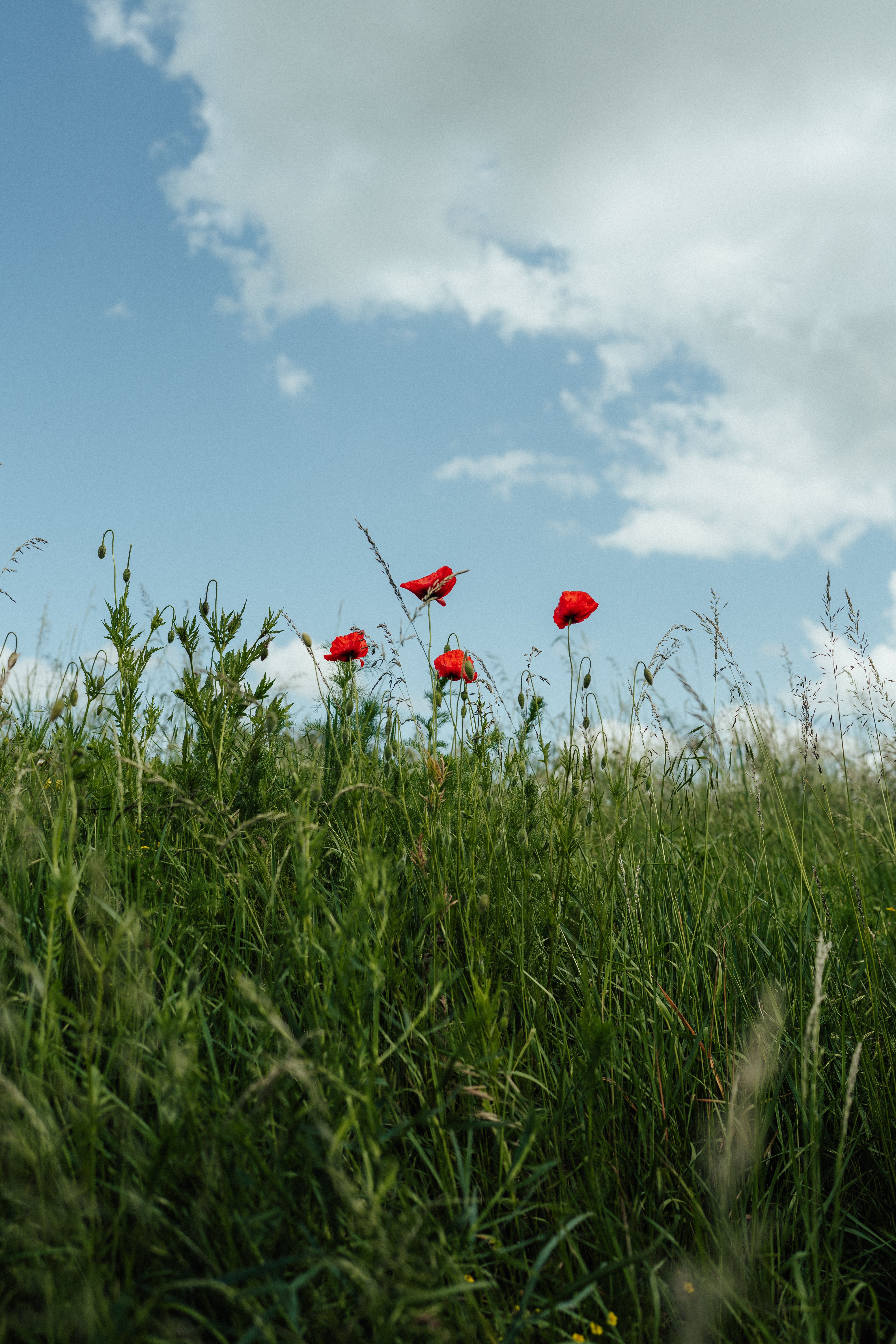 Poppies in a field with blue sky and clouds · Free Stock Photo
