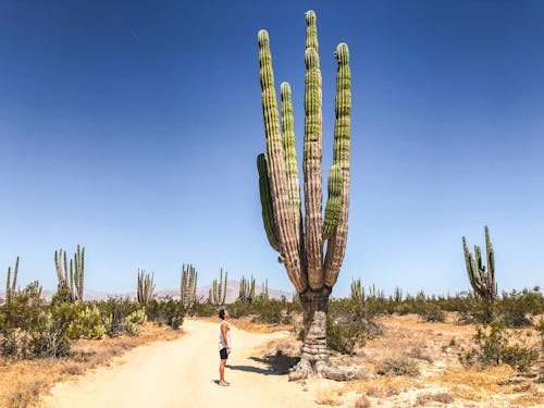 Zdjęcie Mężczyzny Stojącego W Pobliżu Kaktusa