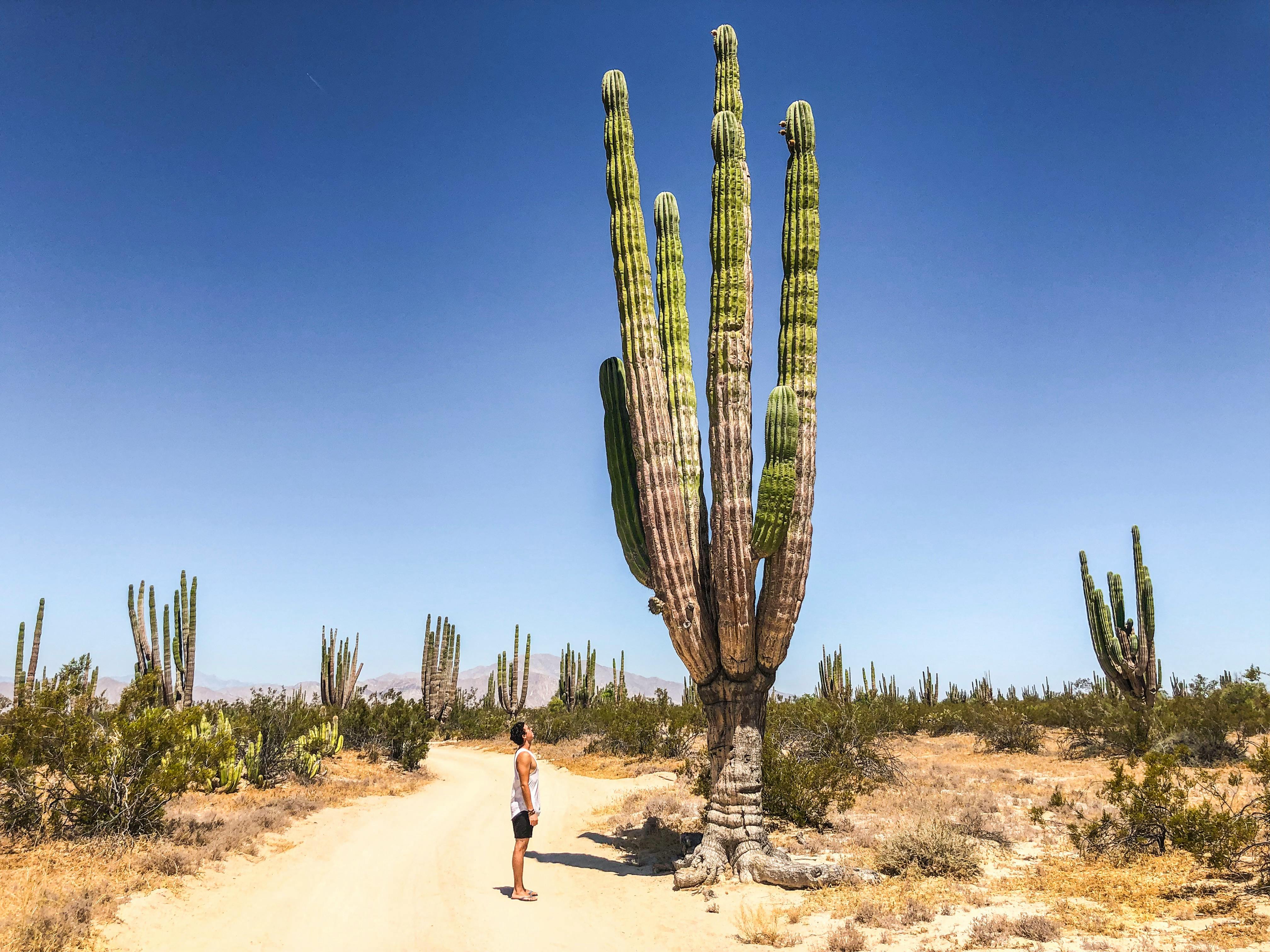 desert cactus wallpaper