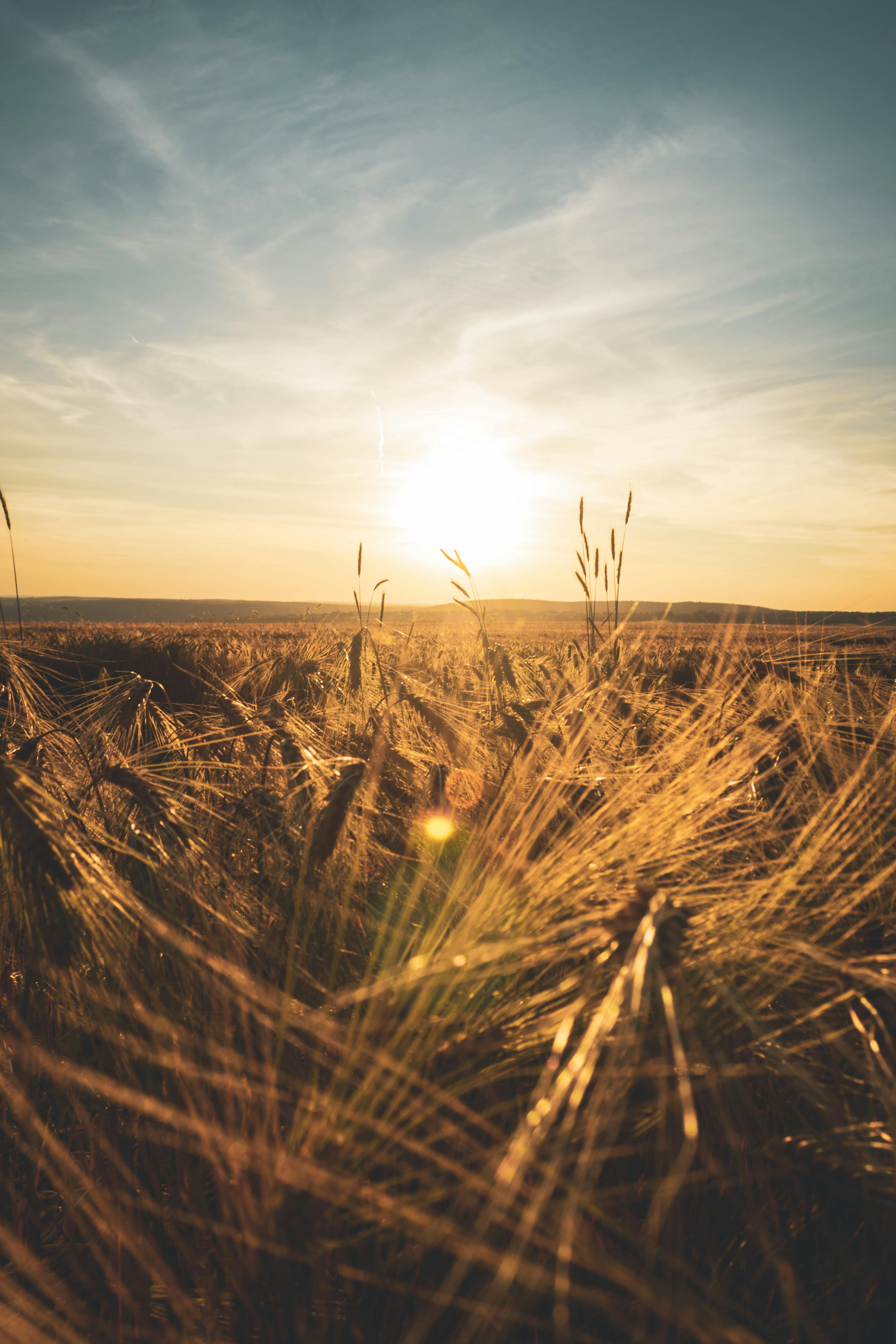 日出时，金色的麦田沐浴在阳光下，展现了大自然的宁静之美