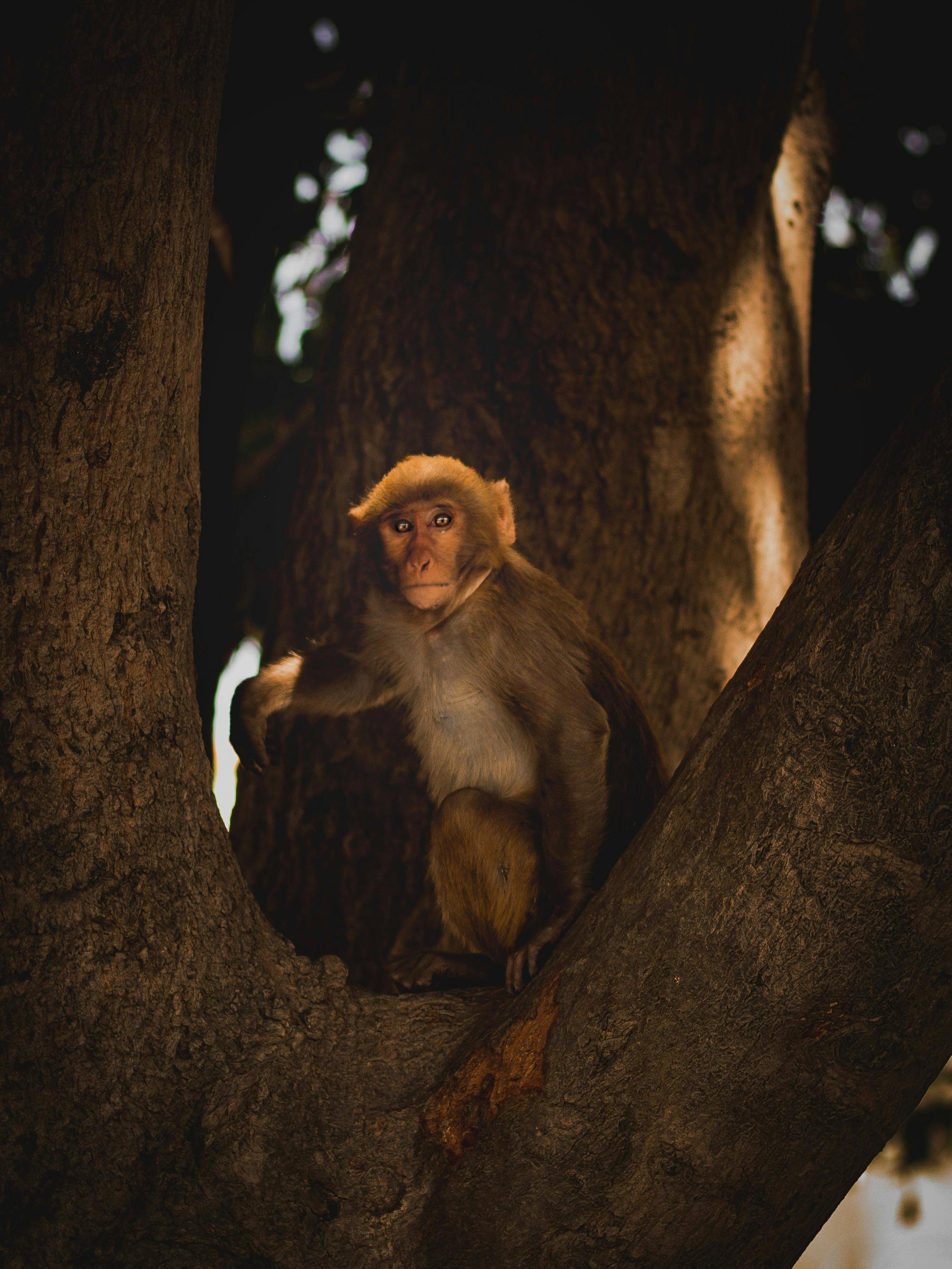 Brown Monkey · Free Stock Photo