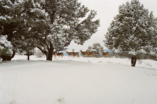 Reindeer Walking Beside Trees