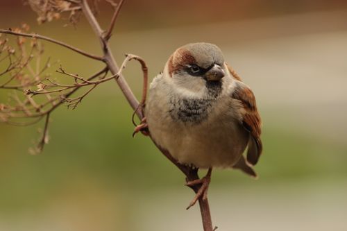 Free Detailed image of a house sparrow perched on a bare branch with blurred background. Stock Photo