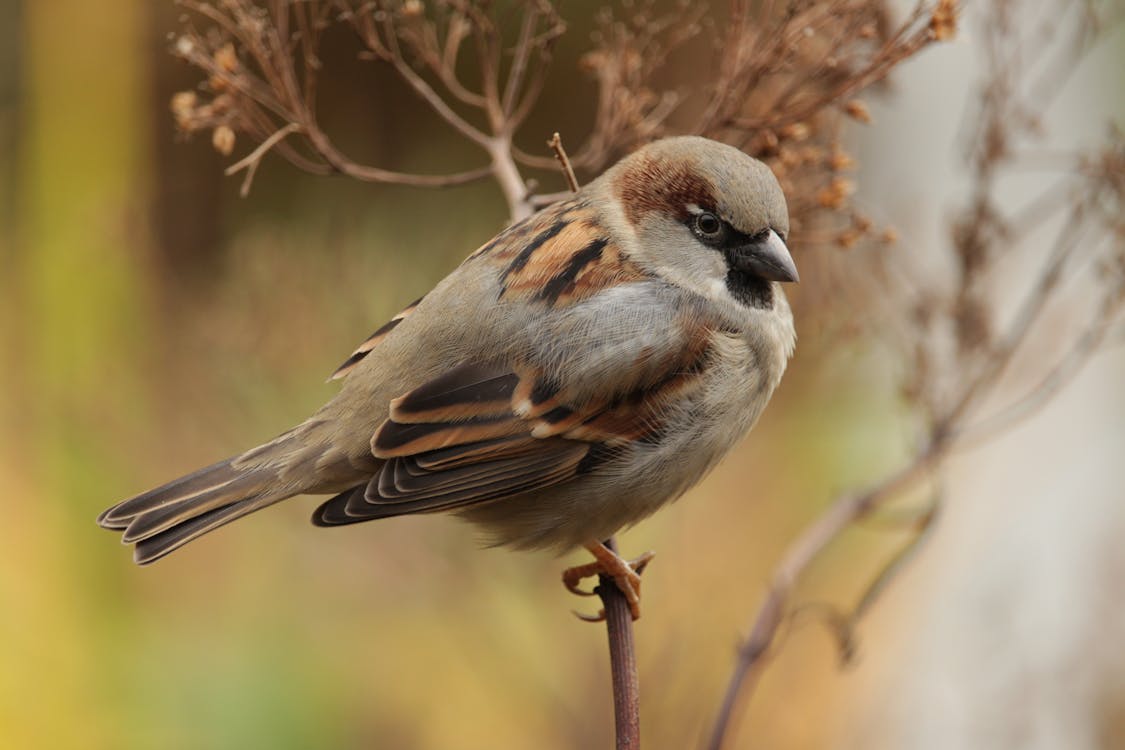Free Sparrow Bird Close-up Photography Stock Photo