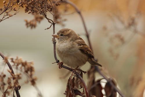 Cute Sparrow Perching on Branch