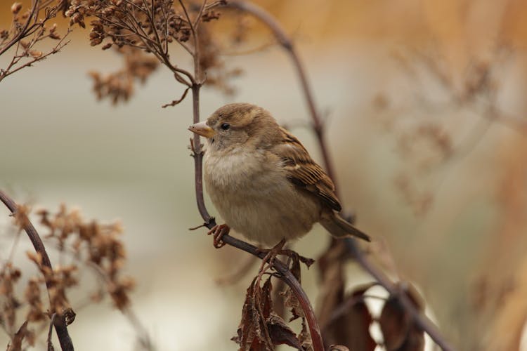 Cute Sparrow Perching On Branch