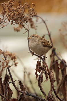 Close-up of a house sparrow perched on dried stems during fall in Stuttgart.