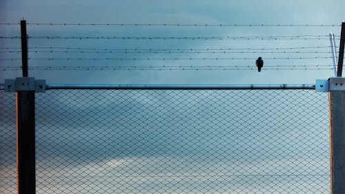 Free stock photo of alone, barbed wire, bird