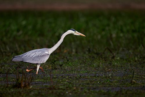 鳥の浅い焦点写真