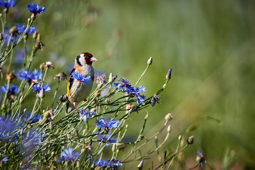 Focus Photography Of A Bird