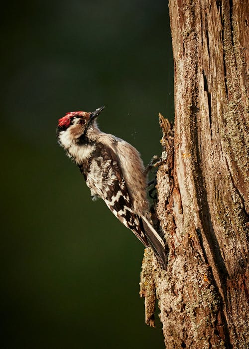 Gratis Foto De Enfoque Selectivo De Downy Woodpecker En El Tronco De Un árbol Foto de stock