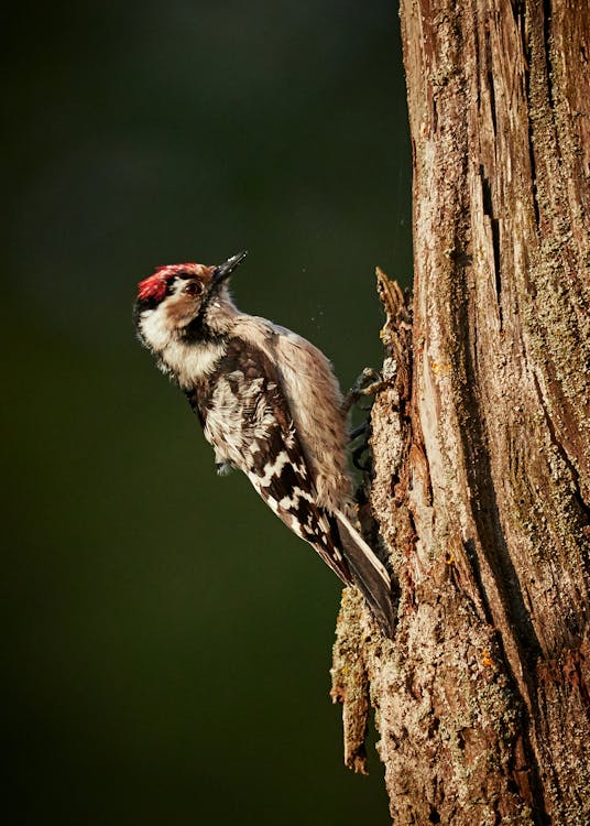 Selective Focus Photo of Downy Woodpecker on Tree Trunk
