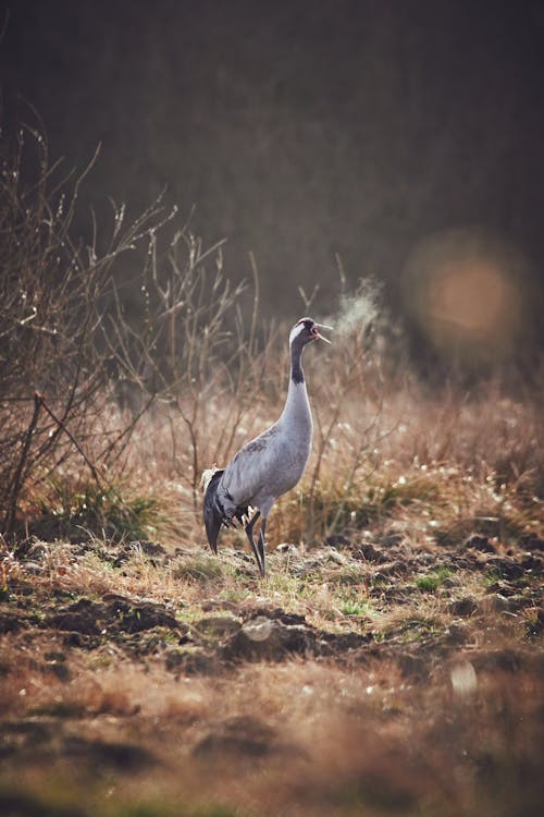 Pájaro Blanco En Un Campo