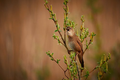 grátis Brown Bird Empoleirado Foto profissional