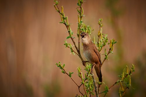 Free A vivid portrait of a nightingale perched on a branch, singing in its natural habitat. Stock Photo