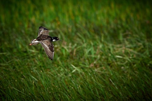 Flaches Fokusfoto Von Brown Hummingbird Flying