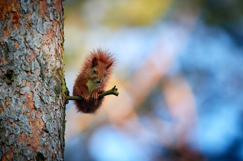 Free Red Squirrel  Stock Photo