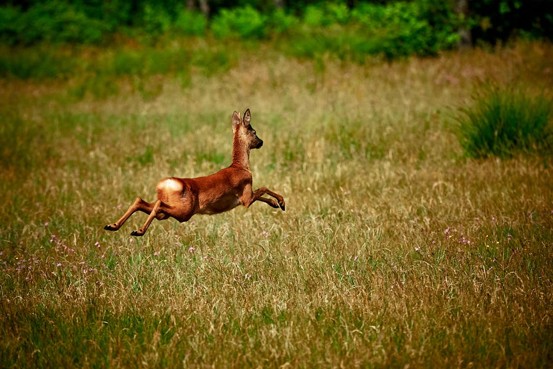 Free Brown Deer Jumping Stock Photo