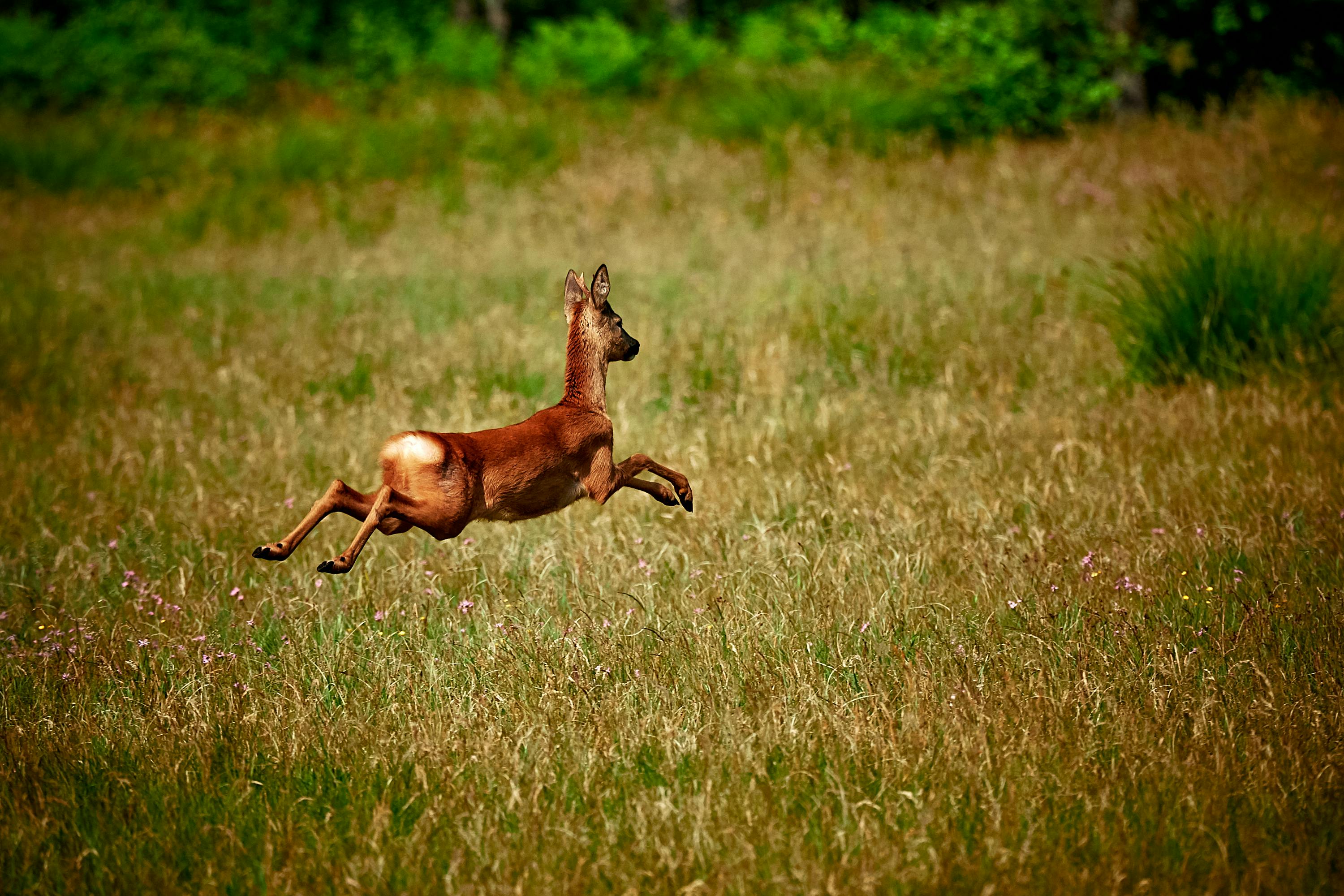 Brown Deer Jumping · Free Stock Photo