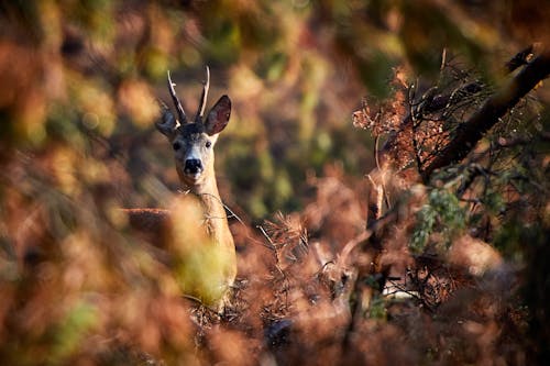 Selective Focus Photography of Deer