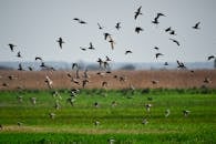 白天，一群鸟儿飞过郁郁葱葱的绿地，风景如画