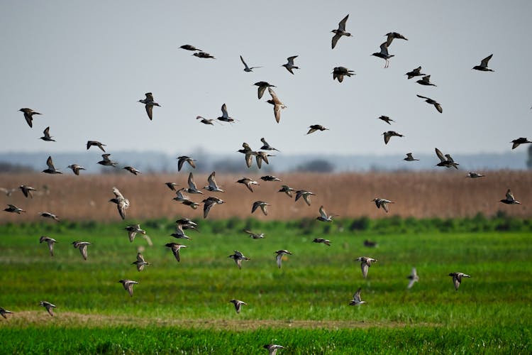 Photo Of A Flock Of Birds Flying Below Grass Field