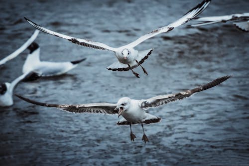 Free Close-up of Two White Birds Stock Photo