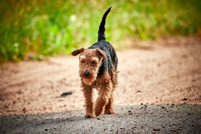 Welsh Terrier