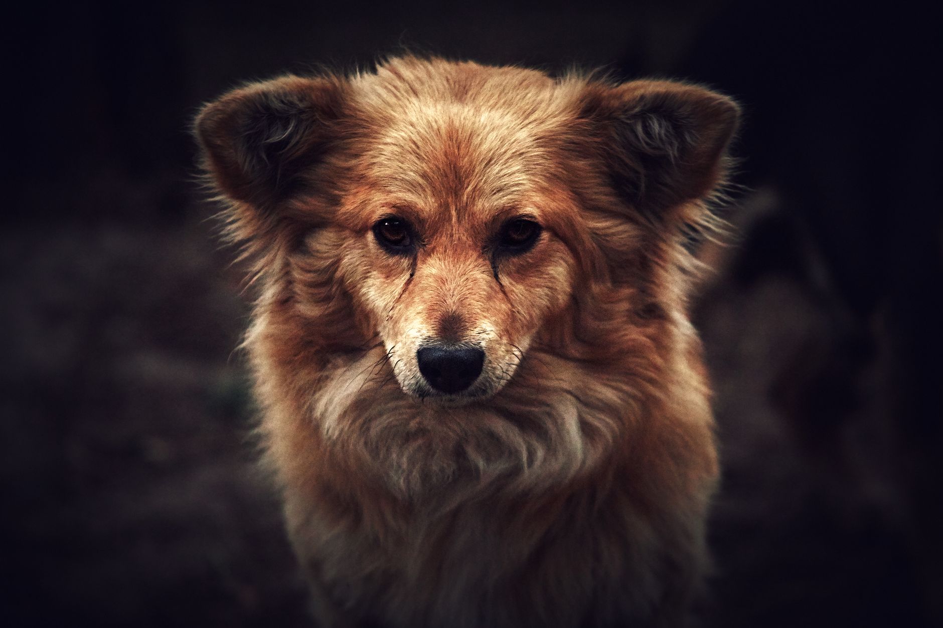 Portrait of a dog at a veterinary clinic