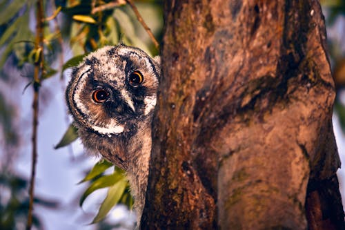 Close-Up Photo of Owl
