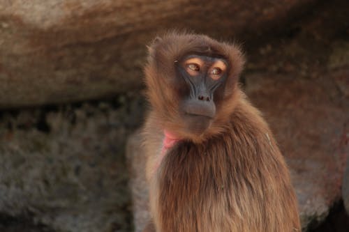 Gratis Foto Close Up Monyet Coklat Foto Stok