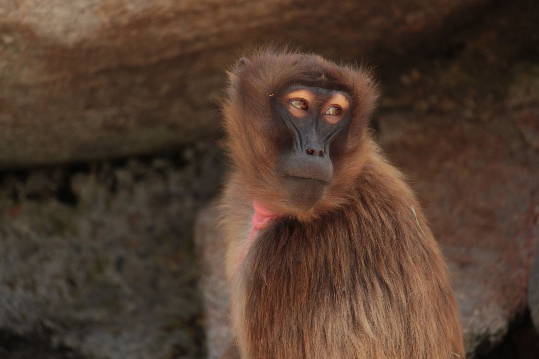 Close up Photo Of Brown Monkey Free Stock Photo close-up-photo-of-brown-monkey-free-stock-photo