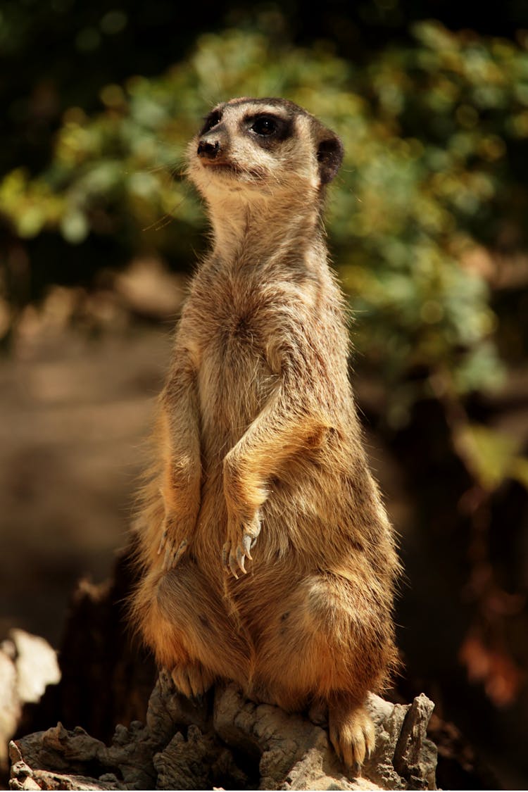 Close-Up Photo Of Meerkat