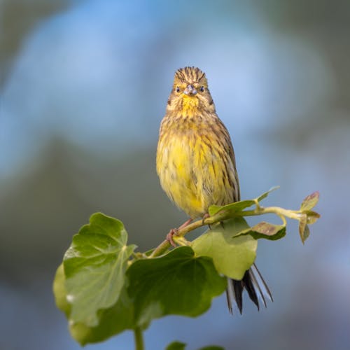 Free stock photo of animal portrait, beauty in nature, bird