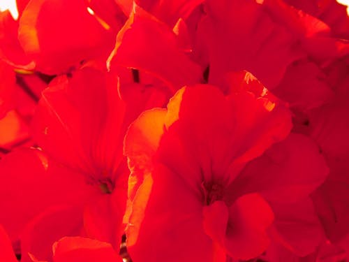 red geranium in bloom, 2024,