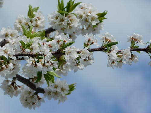 Gratis arkivbilde med natur, våren 2024