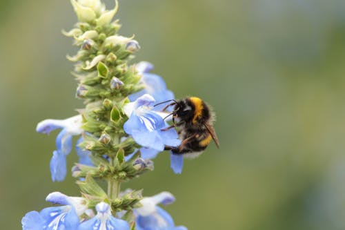 Foto d'estoc gratuïta de abella, abellot, flora