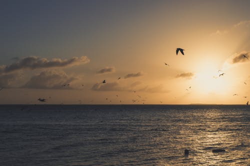 Безкоштовне стокове фото на тему «Бей-Брідж, Захід сонця, небо»