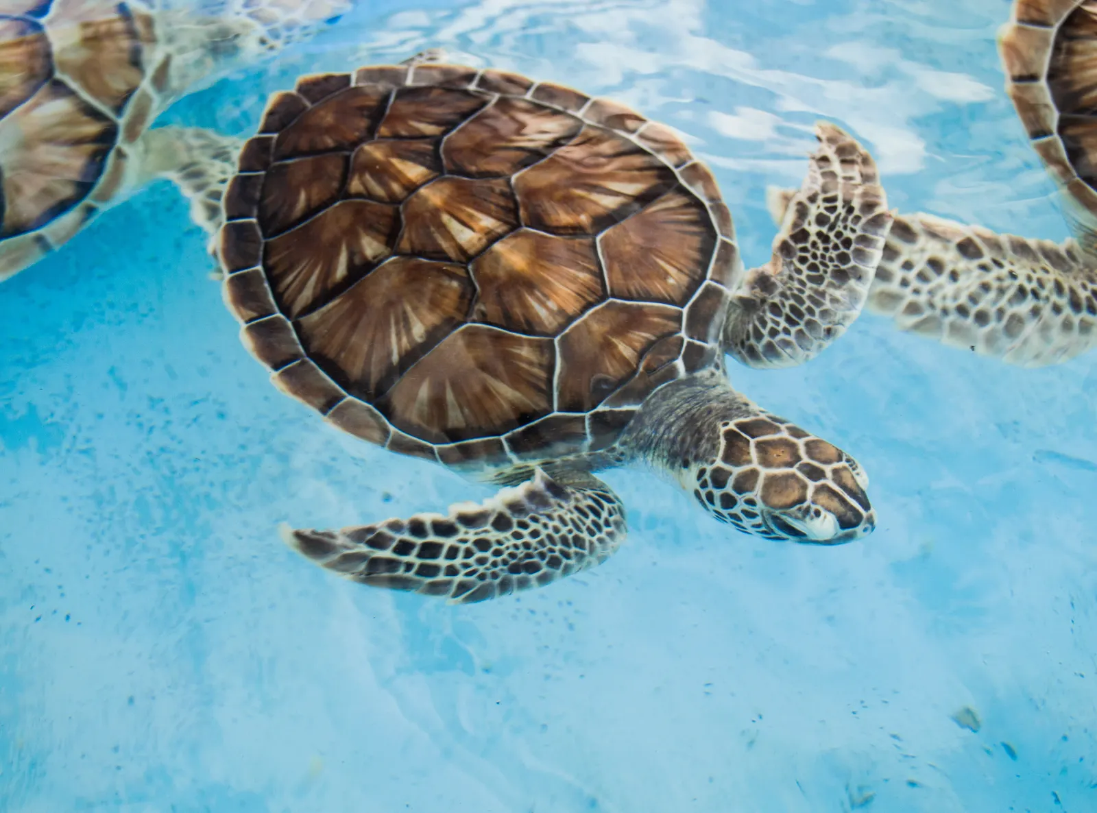 Turtle Conservation at Gem Island