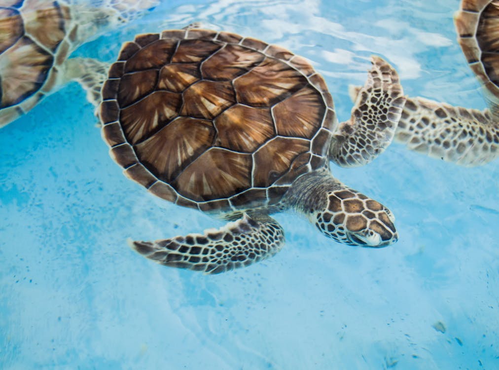 stop pollution in the oceans to save turtles for sustainable development 