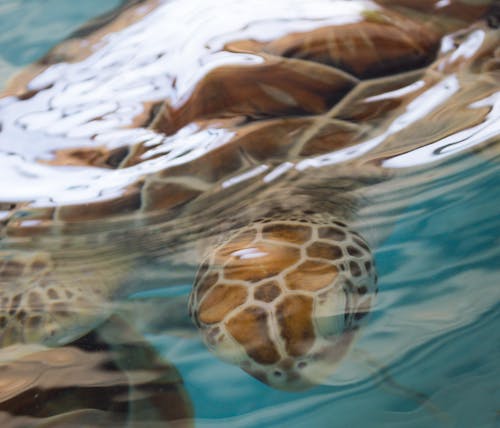 Foto d'estoc gratuïta de aigua blava, escullera, tortuga