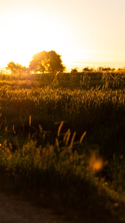 光, 太陽, 小麥 的 免费素材图片
