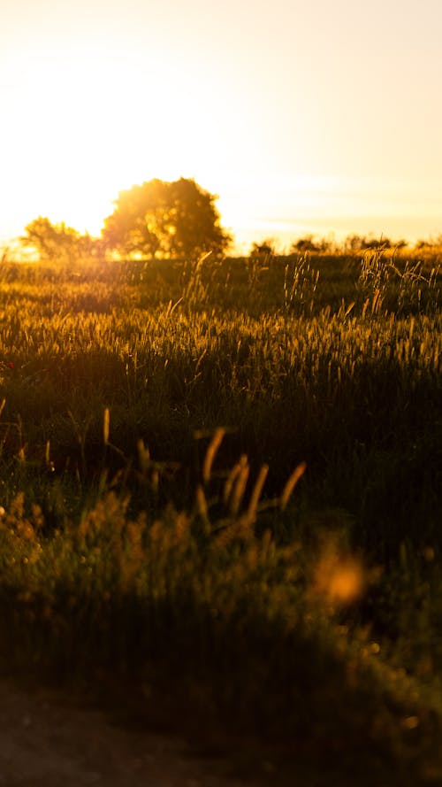 Gratis stockfoto met achtergrondlicht, akkerland, avond