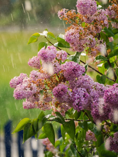 A lilac bush in the rain