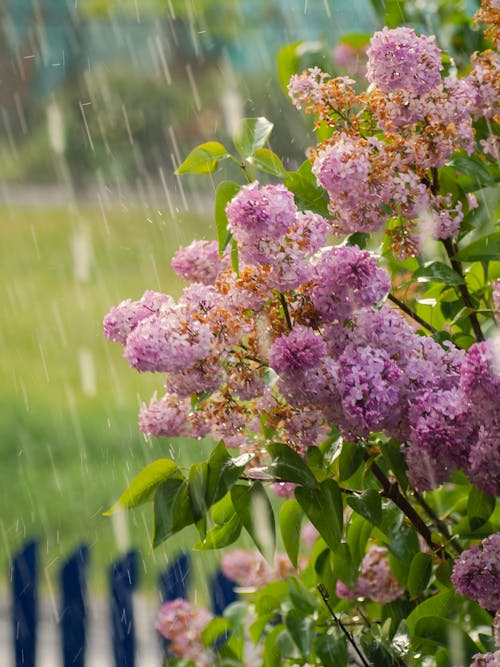 A lilac bush in the rain with a fence in the background