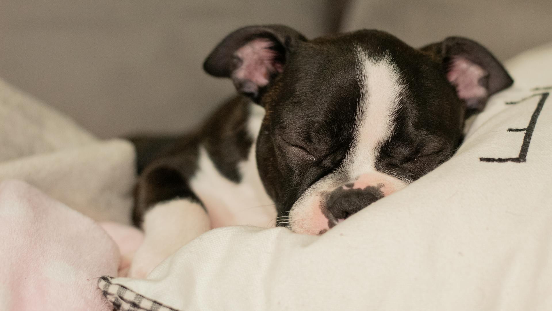 Cute Puppy Sleeping on Pillow