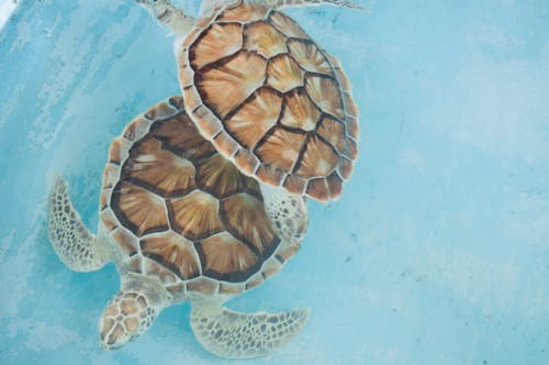 Gratis lagerfoto af dyrefotografering, dyreliv, havskildpadde