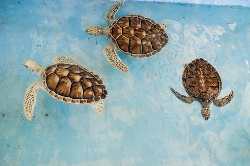 Three Brown Turtles